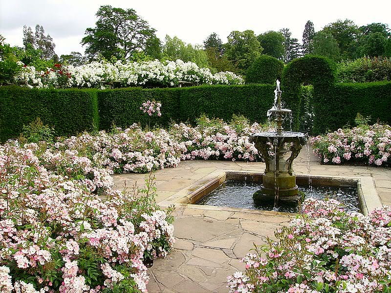 Rose garden, fountain, england, castle, pink, HD wallpaper