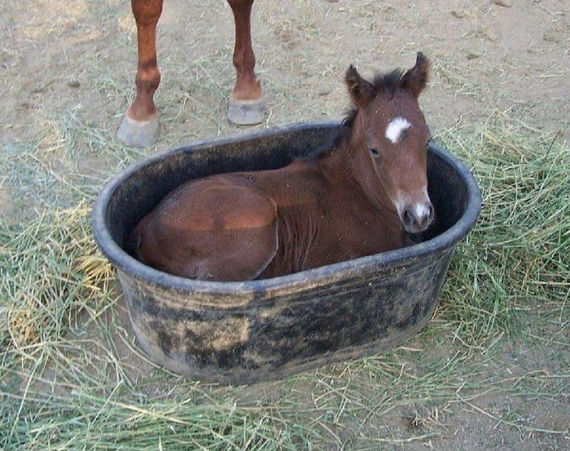 Does This Look Comfy to You??, foal, animals, horses, trough, HD wallpaper