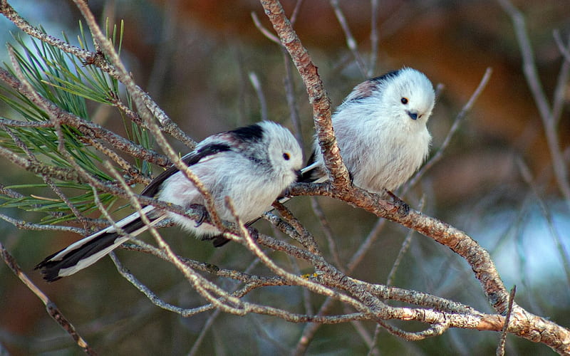 Long-tailed Tits, Latvia, birds, branch, HD wallpaper