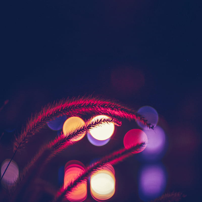 spikelets, dark, glare, lights, blur, HD phone wallpaper