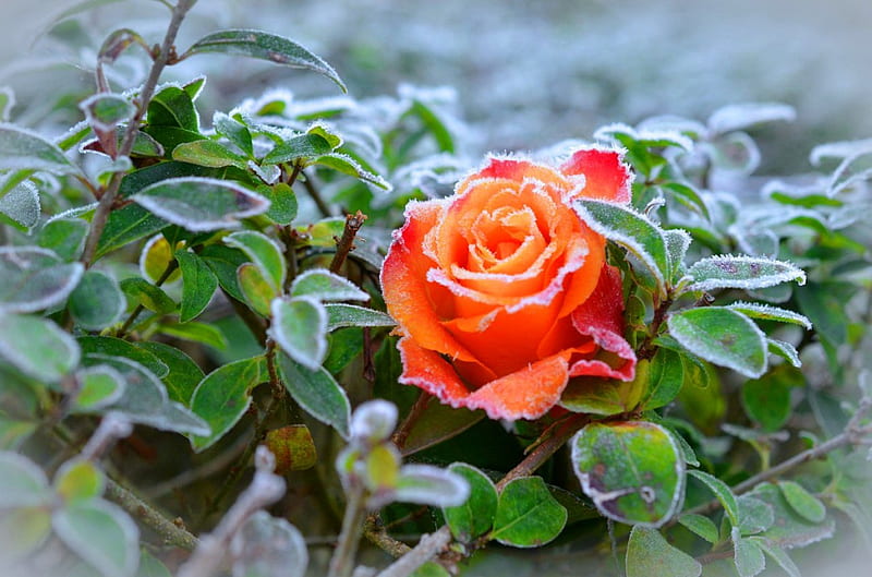 Frozen rose, lovely, rose, bonito, winter, leaves, flower, nature, petals, frozen, frost, HD wallpaper