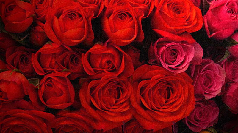 Endless Roses, flower, red, rose, love, HD wallpaper