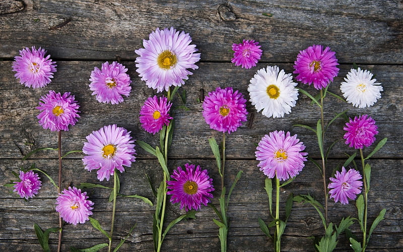 Flowers, autumn, chrysanthemum, flower, black, white, pink, wood, HD wallpaper