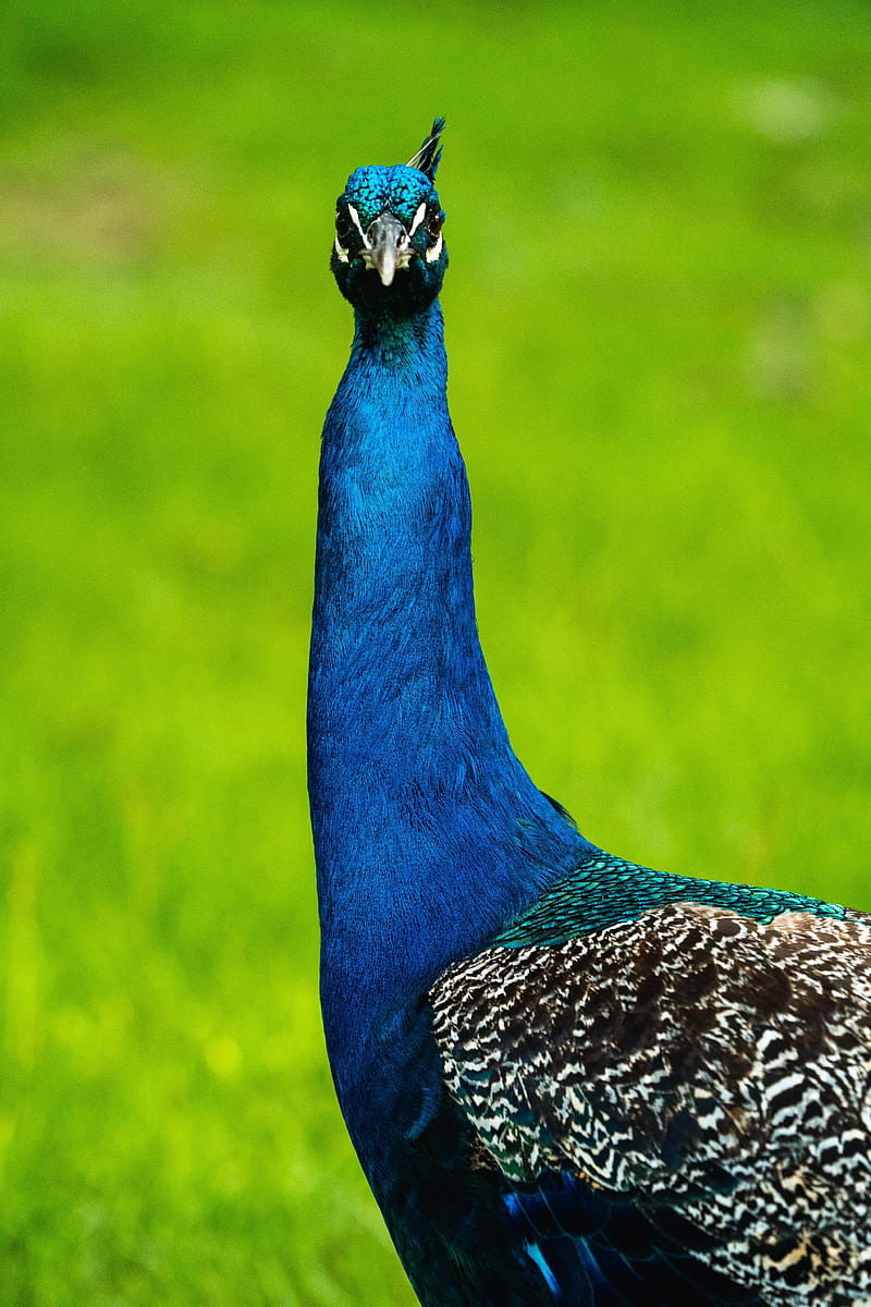 peacock, bird, feathers, pattern, beak, HD phone wallpaper