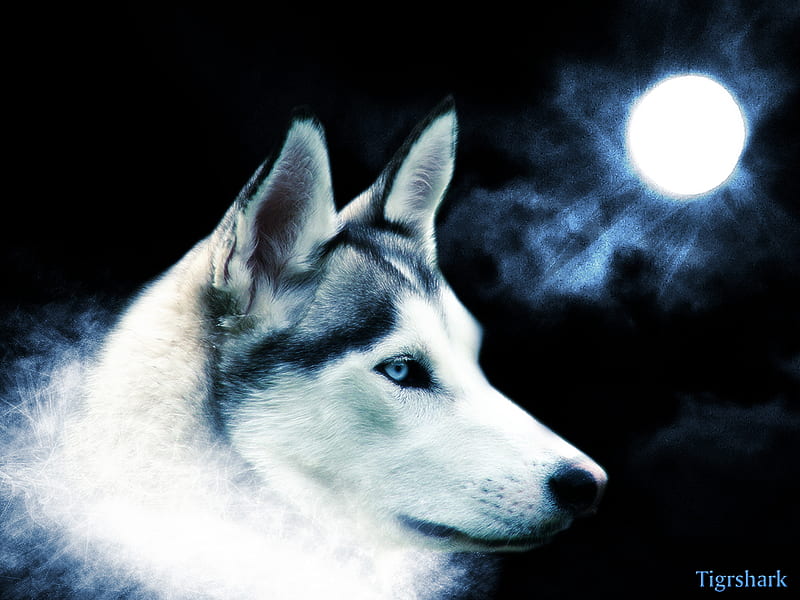 a wolf by the moon, heads, moons, wolf heads, beauty, midnight, wolves, HD wallpaper
