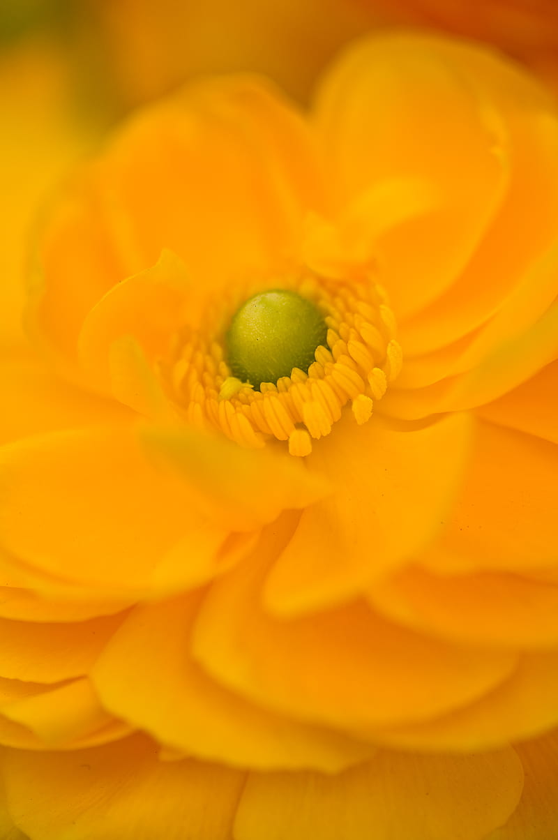 Petals, flower, macro, yellow, HD phone wallpaper | Peakpx