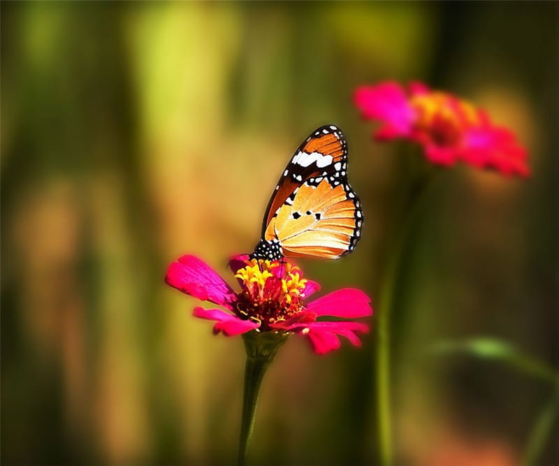 Bright Daisy's Butterfly, colorful, butterfly, flower, nature, seasons ...