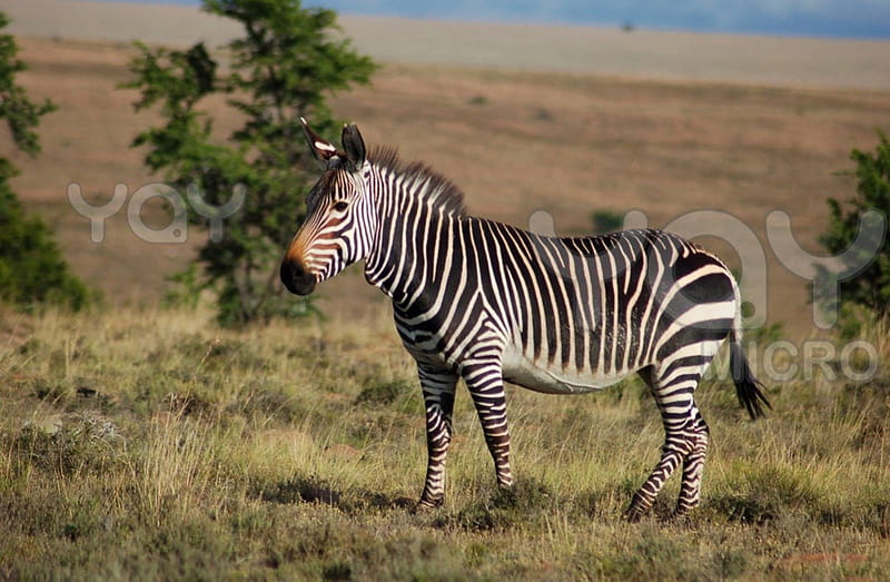 CAPE MOUNTAIN ZEBRA, endangered species, wildlife, zebra, antelope, africa, HD wallpaper