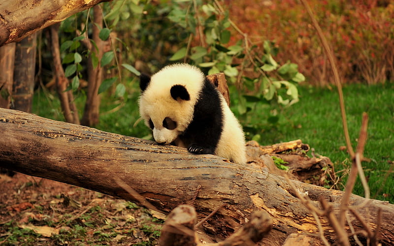panda, cub, cute animals, funny panda, zoo, bears, Ailuropoda, HD wallpaper