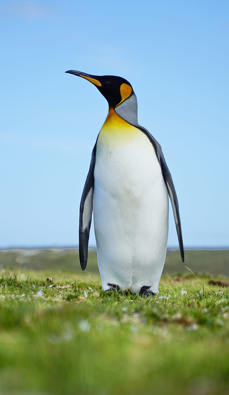 penguin, bird, grasses, wildlife, HD phone wallpaper