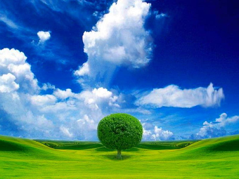 Alone Tree Beauty Of Nature Cool Hd Wallpaper Peakpx