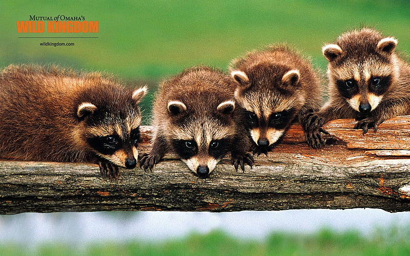 Raccoon, HD wallpaper