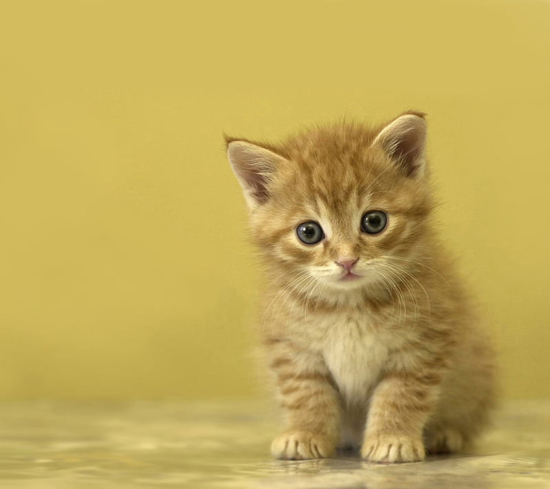 1920x1080px, 1080P free download | Cat, cute, kitty, nice, HD wallpaper ...