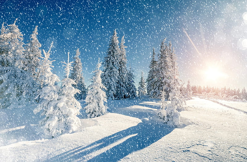 Winter Landscape, winter sun, sun, winter time, trees, sky, snowy, snow ...