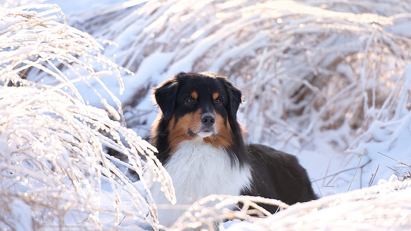 Black Brown White Dog Is Sitting On Snow In Snow Covered Dry Grass Background Dog, HD wallpaper