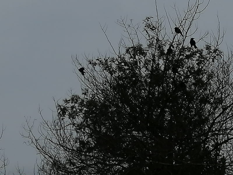 Tordos Cuervos, black, naturaleza, HD wallpaper