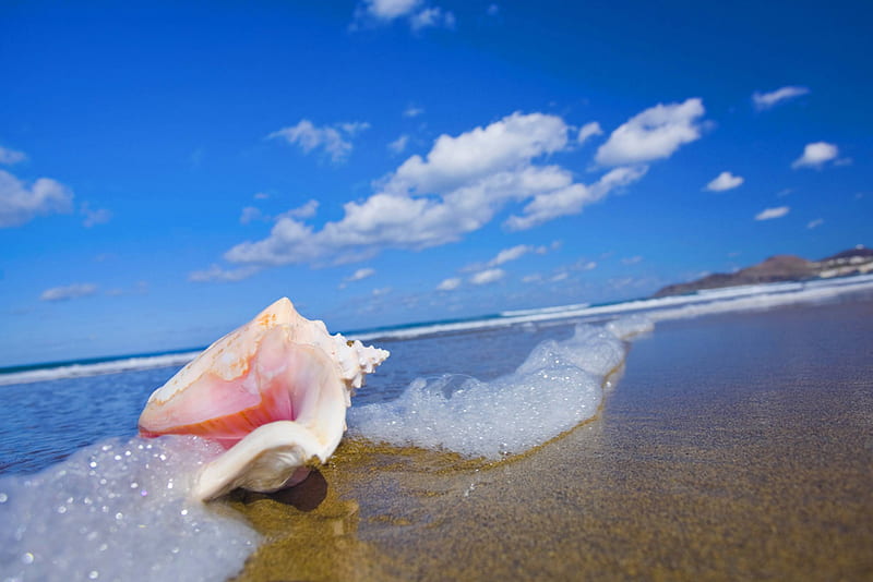 Conch Shell on Beach Hawaii, islands, exotic, foam, hawaii, ocean, surf, conch, sea, beach, sand, water, paradise, shell, island, tropical, HD wallpaper