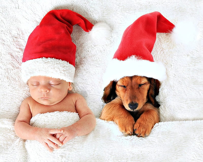Christmas Eve, red, sleep, craciun, christmas, baby, animal, hat, cute,  santa, HD wallpaper | Peakpx