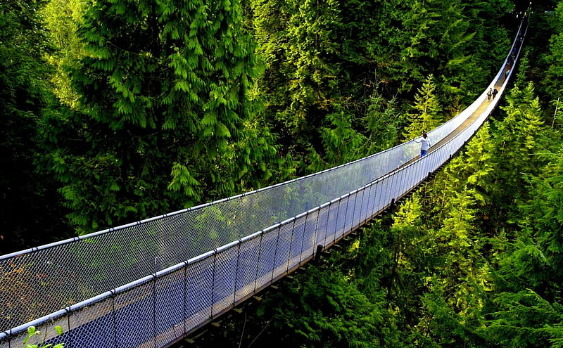 HANGING BRIDGE, forest, nature, hanging, bridge, HD wallpaper