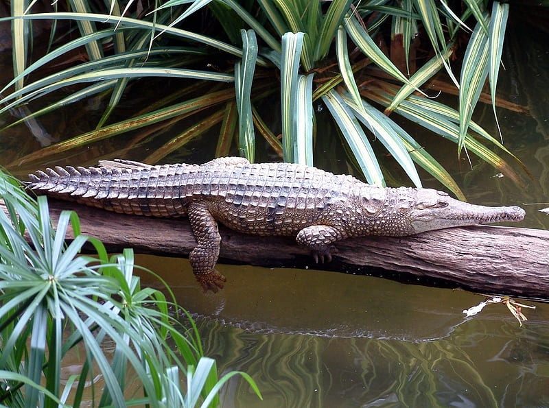 Alligator, Cairns, cairns, alligator, australia, tropical palms, river, HD wallpaper