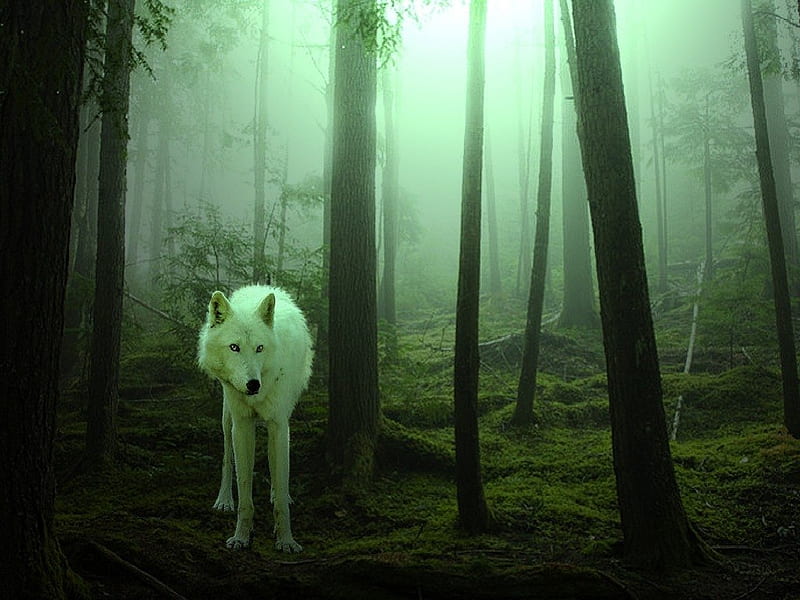 white wolf running through forest