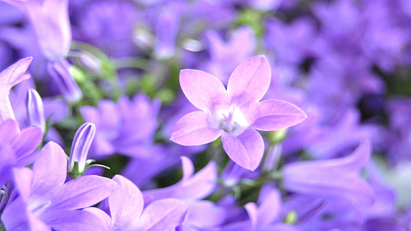 Closeup Of Bluebell Flowers Flowers, HD wallpaper