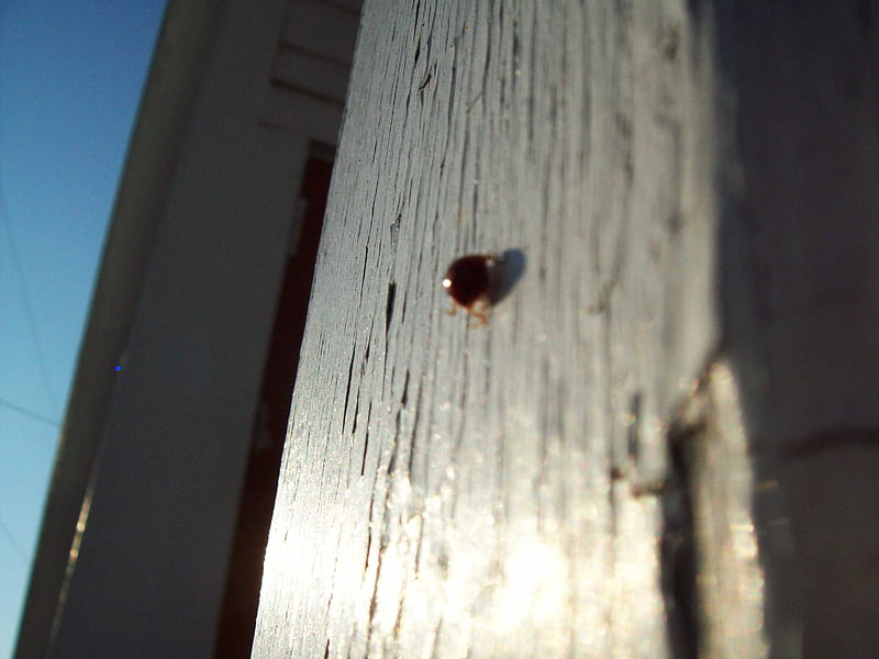 Au Revoir Bug, stone, rust, dirt, lady bug, white, church, wood, HD wallpaper