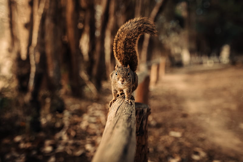 Squirrel Walking On Fence , squirrel, snow, animals, fence, macro, HD wallpaper