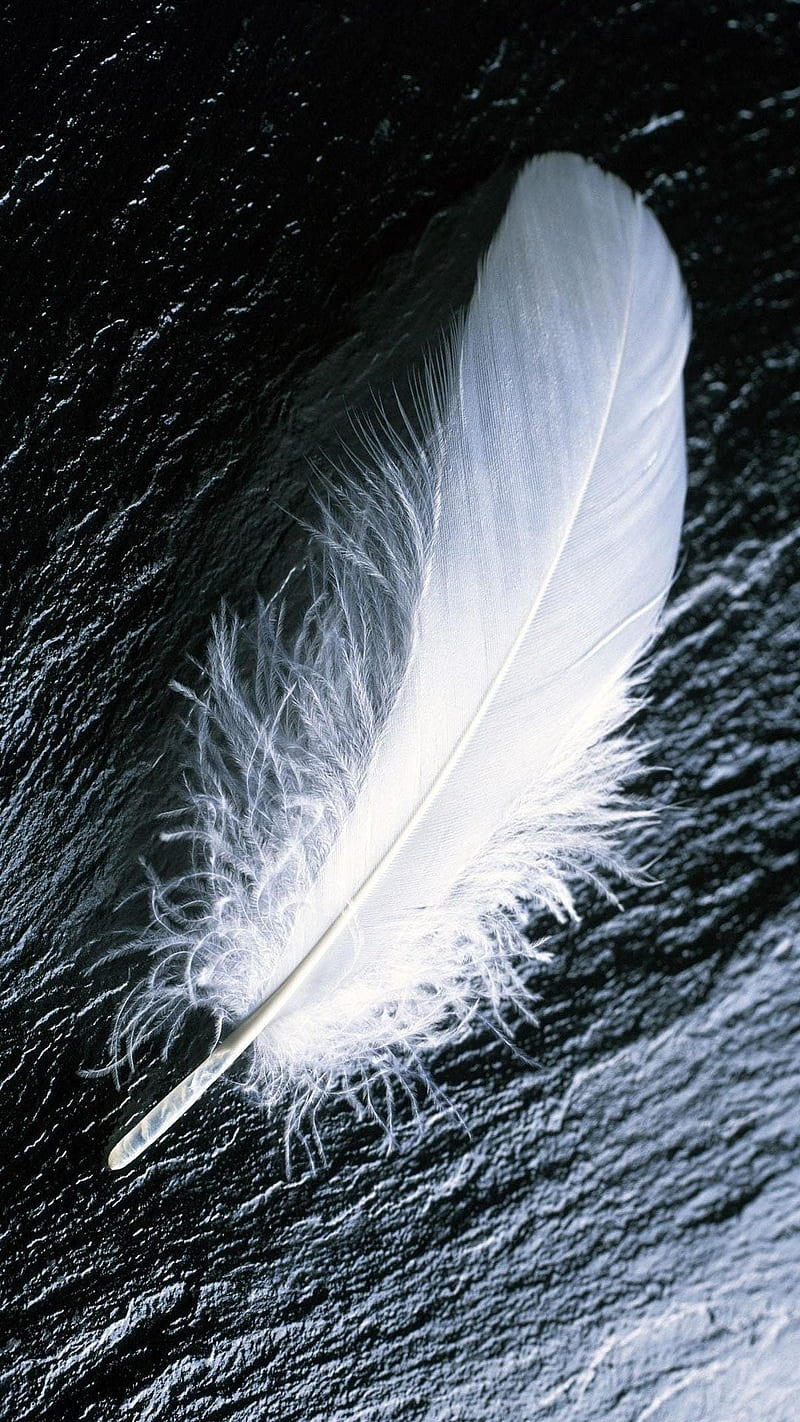 feather, black, white, HD phone wallpaper