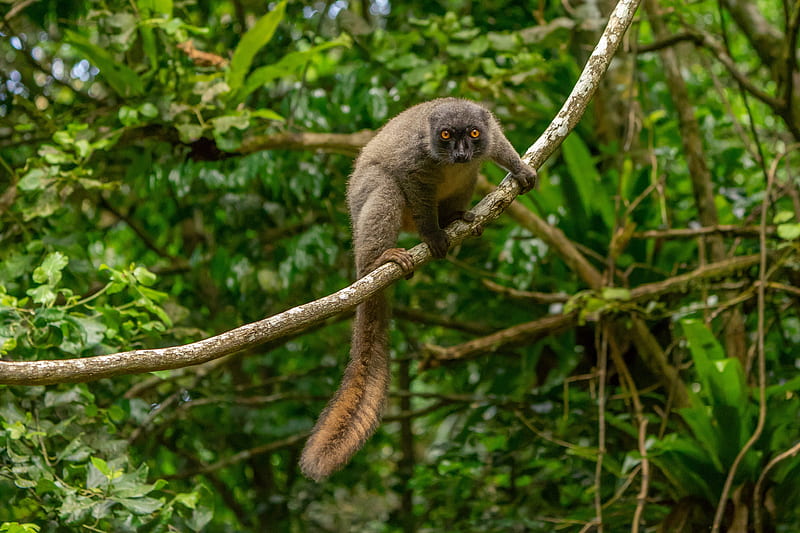 lemur, animal, glance, branch, wildlife, HD wallpaper