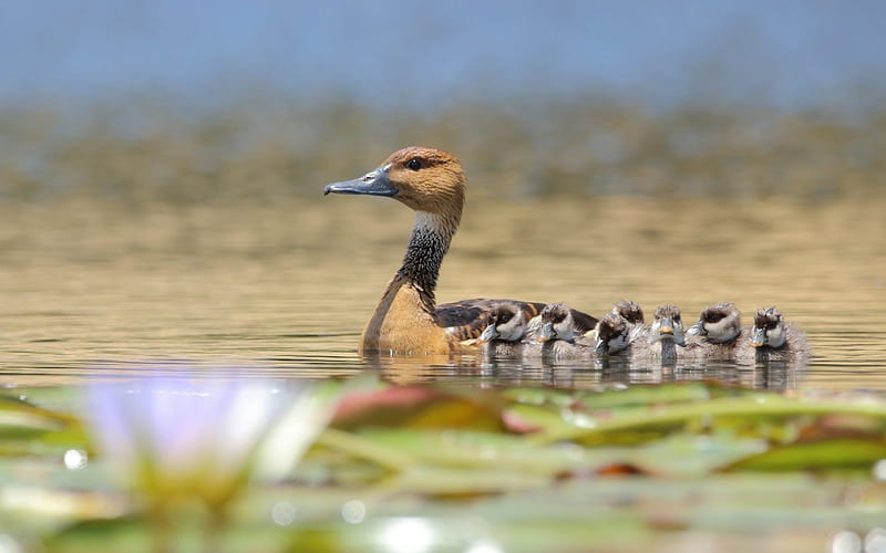 :), pasare, mother, baby, lake, cute, water, bird, duck, summer, HD wallpaper