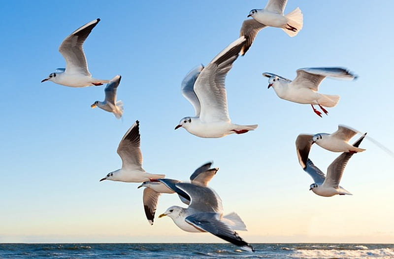 SeaGulls, fly, birds, wing, gulls, sea, HD wallpaper