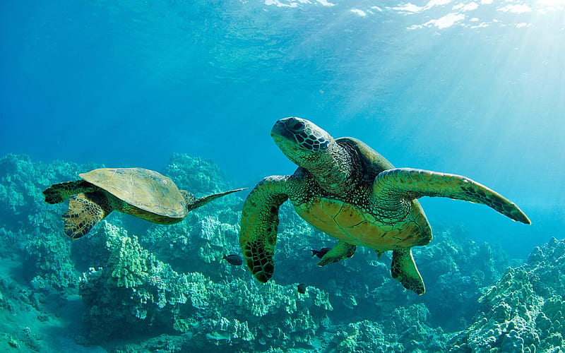 One pair of sea turtles-Hawaiian Islands landscape, HD wallpaper