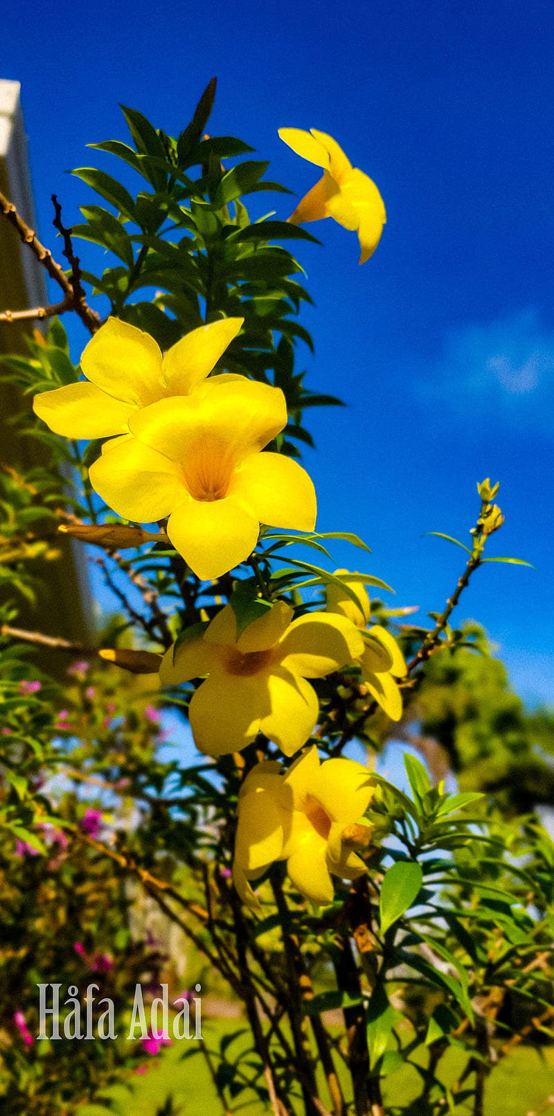 flowers, green, guahan, guam, island, nature, plants, sky, yellow, HD phone wallpaper