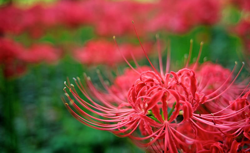 Spider lily, red, vara, green, flower, summer, crin, paianjen, HD wallpaper
