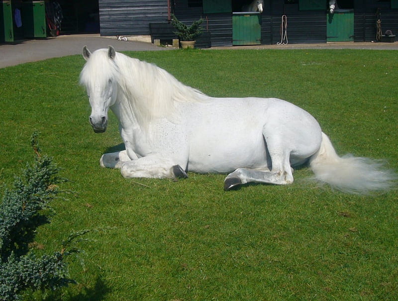 Having a Nap, spanish stallion, andalusian stallion, white horse, animals, horses, HD wallpaper