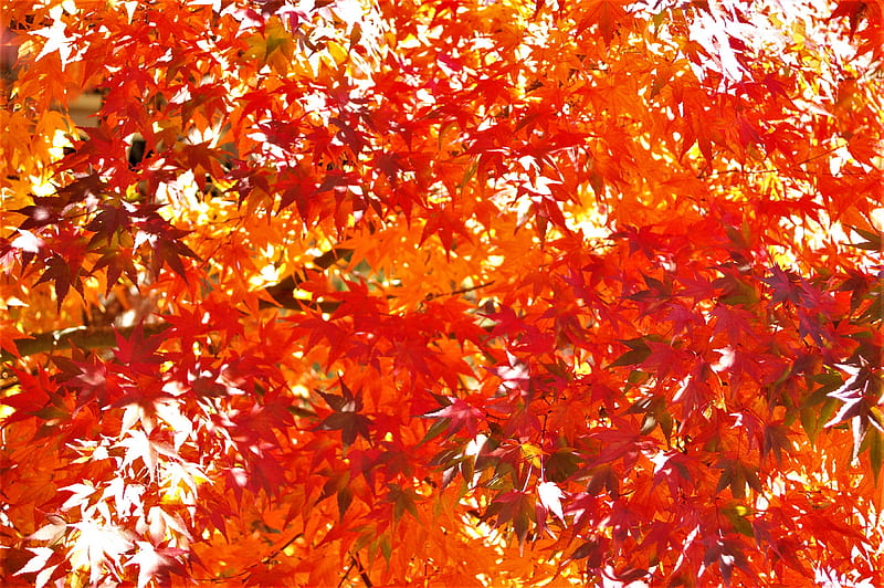 red and yellow maple leaves, HD wallpaper