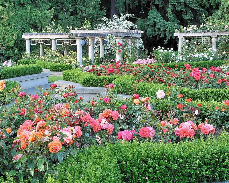 Rose Garden British Columbia, hedges, colors, flowers, bunch, HD wallpaper