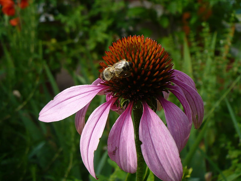 flower with a bee, echinacea, bonito, bug, bee, blossom, purple, coneflower, flower, garden, pink, HD wallpaper