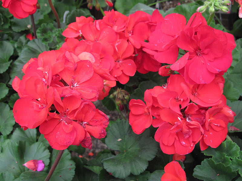 Flowers day at the greenhouse 94, red, graphy, green, geranium, Flowers, HD wallpaper