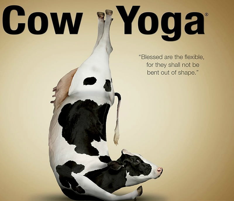 Yoga cow, cow, vaca, funny, yoga, animal, HD wallpaper