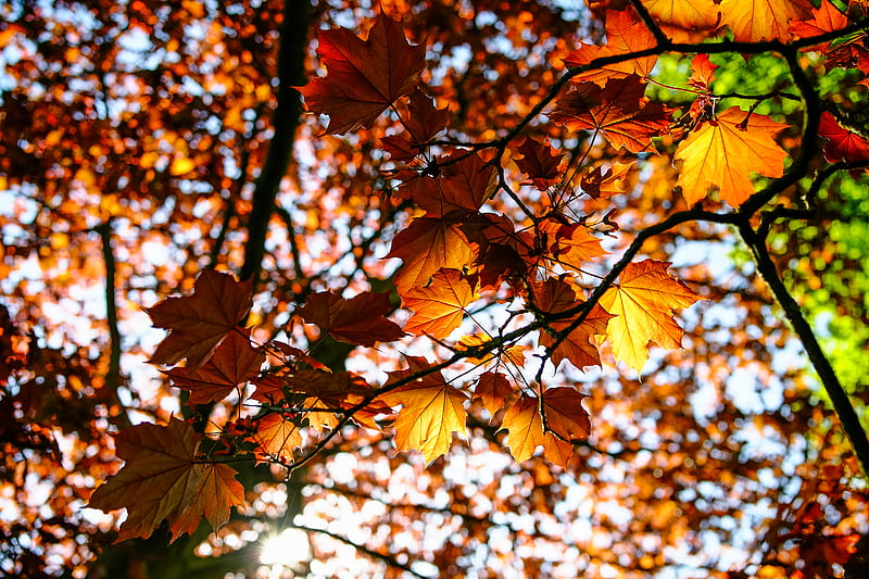 leaves, maple, branch, rays, HD wallpaper