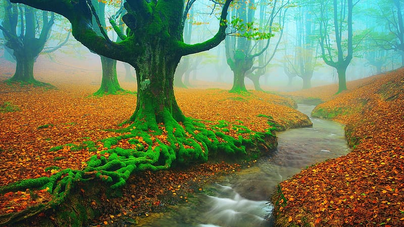 Fall Foliage, Basque country, Spain, trees, mist, creek, autumn, landscape, colors, leaves, HD wallpaper
