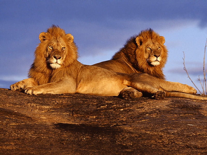 african lions, masai mara, kenya, lage males, HD wallpaper