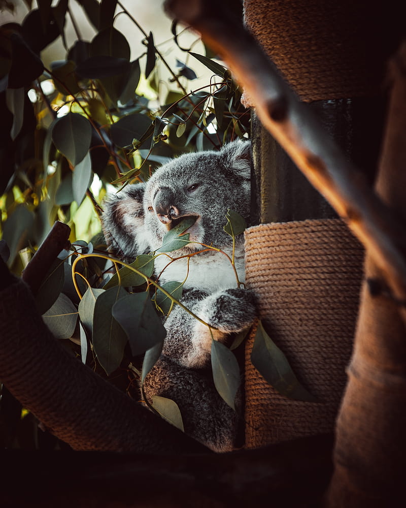 koala, animal, funny, tree, leaves, HD phone wallpaper