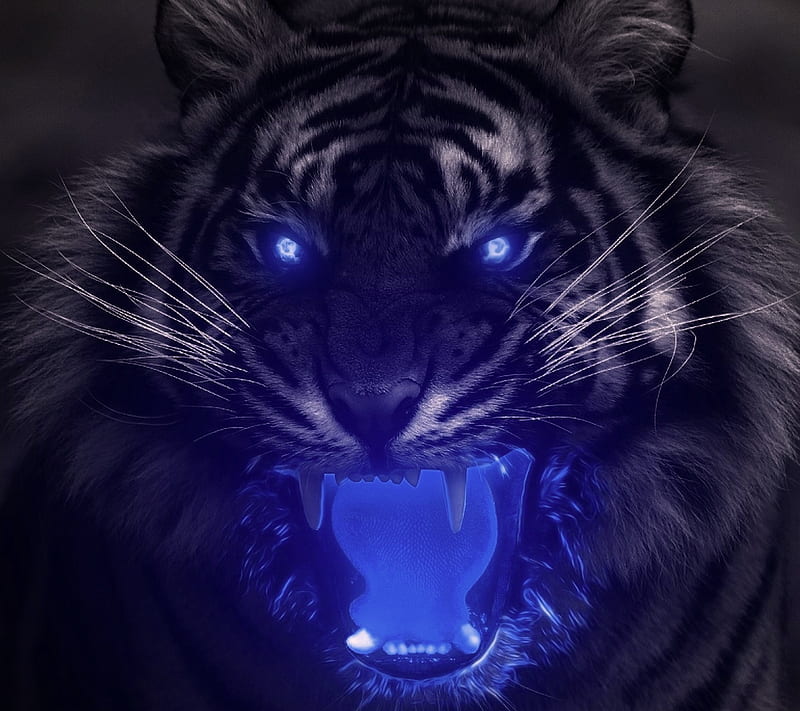 Tiger, black, blue, light, HD wallpaper