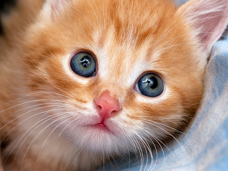 Kitten's face, feline, cat, kitten, animal, sweet, HD wallpaper