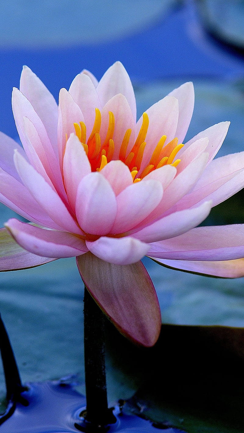 Water Lily , flowers, water lilies, pink, HD phone wallpaper