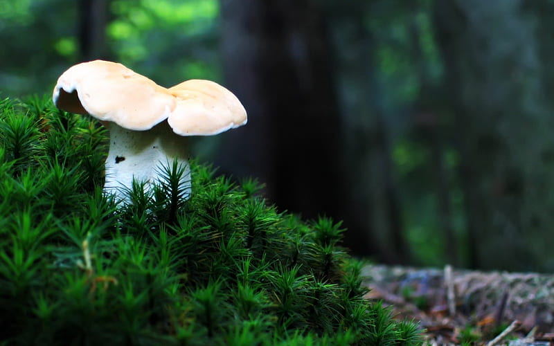 Lonely Mushroom, forest, fungi, mushroom, nature, lonely, HD wallpaper