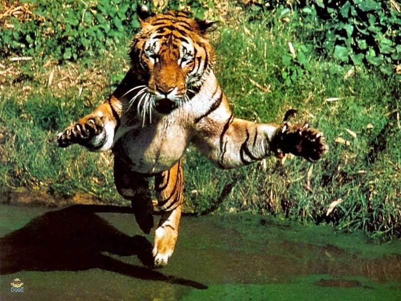 Tiger hug, hug, tiger, cat, wild, HD wallpaper